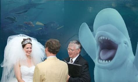 Beluga Whale Photobombing A Wedding Incites A Hilarious Photoshop