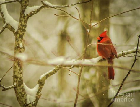Cardinal On A Snowy Branch Photograph By Lorenz Klug Fine Art America
