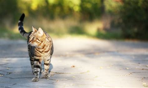 How To Manage Stray And Feral Cats Safe Haven For Cats