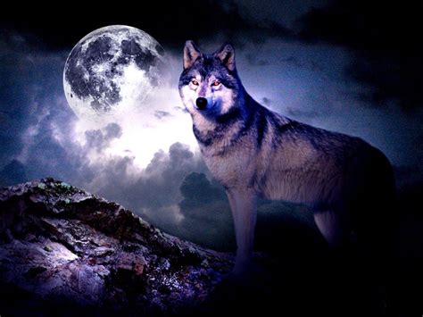 Purple Wolf Wallpapers Top Free Purple Wolf Backgrounds Wallpaperaccess