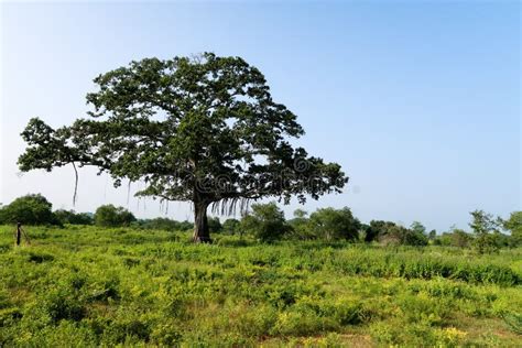 Savanna Tree Seen In The Udawalawe National Park Sri Lanka Stock Image