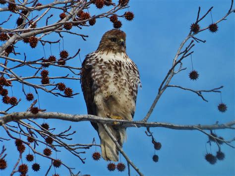 Juvenile Red Tail Hawk Chillin In A Sweetgum Tree D Wildlife