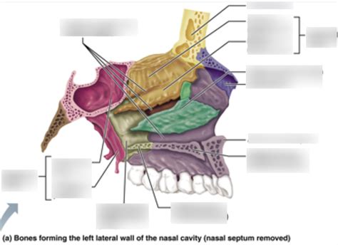 Anatomy Chapter 7 Nasal Complex Diagram Quizlet