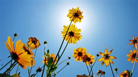 壁纸 阳光 日落 花卉 性质 天空 领域 黄色 花瓣 秋季 厂 向日葵 植物区系 阴影 草地 野花 草原