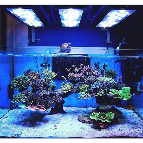 Beautiful Sps Dominated Reef Tank Courtesy Of Nopontour Instareef