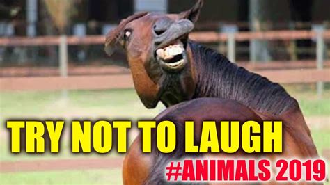 Try Not To Laugh Animals Impossible 2019 😵 Youtube