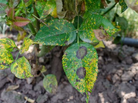 Roses And Rust How To Treat Rose Rust Gardening Know How