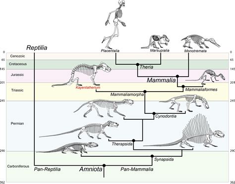 Mammals Evolutionary Tree Pets Lovers