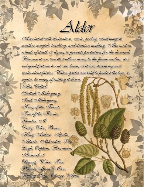 Book Of Shadows Herb Grimoire Alder By Conigma On Deviantart