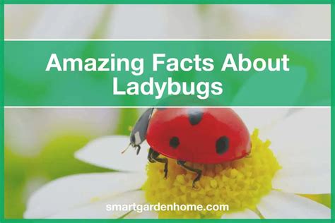 15 Amazing Facts About Ladybugs Smart Garden And Home