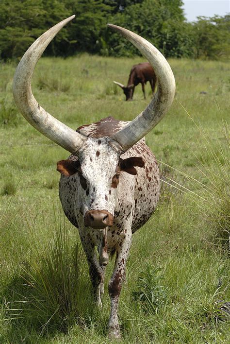 Baby Watusi Cattle