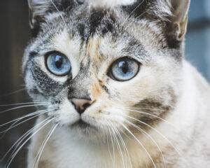 One thing all ojos azules cats have in common are beautifully distinctive white patches that are scattered throughout our fur, including the tail. Sisyrinchium (Ojos Azules) cat breed description, the ...