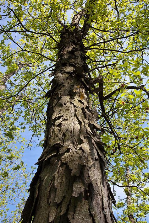 Shagbark Hickory Tree Photograph By Greg Dimijian
