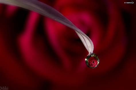 Płatek Kropla Kwiatka Makro Róża