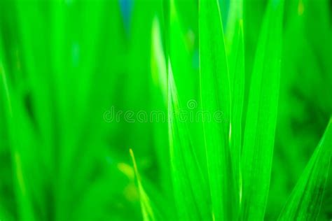 Close Up View Of Fresh Grass With Blurred Background Stock Image