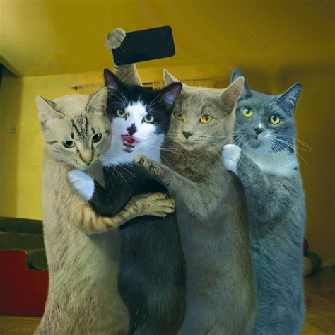 Cats Taking Selfies Forum Avatar Profile Photo Id