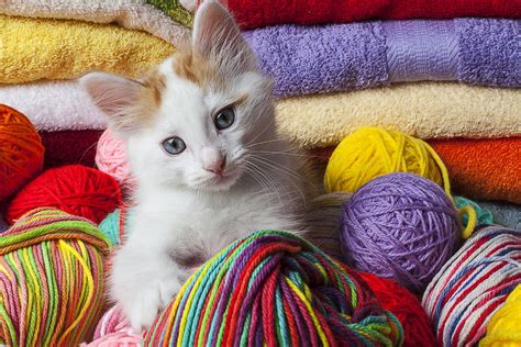 cute kittens with yarn
