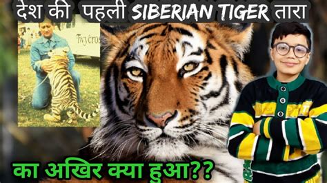 Siberian Tiger Billy