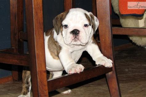 There could be other medical reasons for his weight i have an english bull. Bulldog puppy for sale near Tulsa, Oklahoma | e1eda53d-32a1