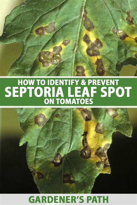 Identify And Treat Septoria Leaf Spot On Tomatoes Gardeners Path