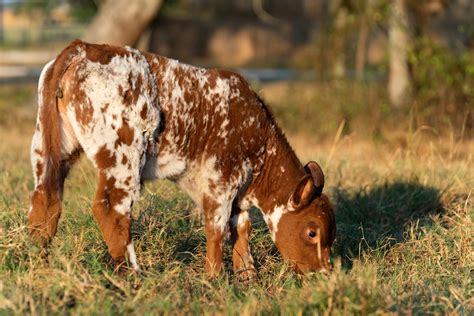 Eliminating Beef Cattle Pregnancy Loss With Crisprcas9 Technology