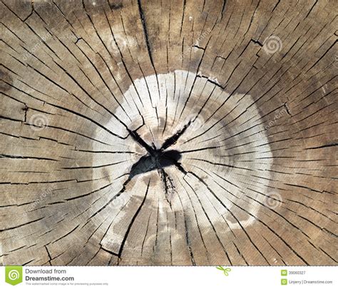 Cracked Pine Tree Trunk In Cross Section Stock Image Image Of