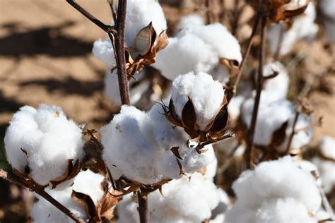 Cotton Acreage Continues Climb In Northern Texas Panhandle Agrilife Today