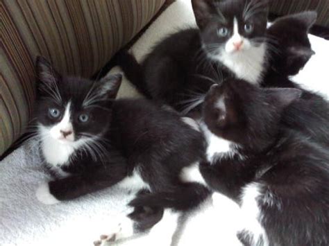 Many free stock images added daily! Tuxedo Kittens by reiney on DeviantArt