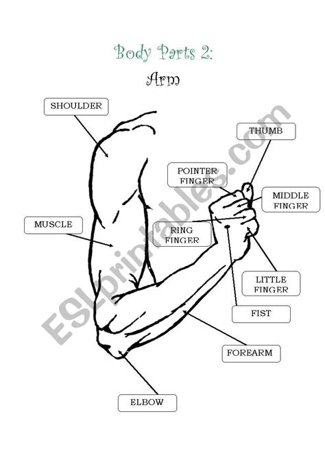 Regions Of The Arm