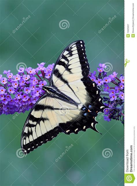 Borboleta De Swallowtail Do Tigre Glaucas Do Papilio Imagem De Stock