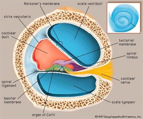 Human Ear Structure Function And Parts Ear Anatomy Human Ear