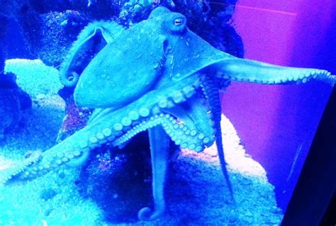 Free Images Sea Health Invertebrate Octopus Horror Staring