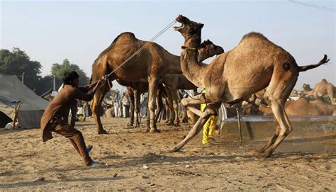 India Más De 11000 Camellos Invaden El Desierto Durante Feria De