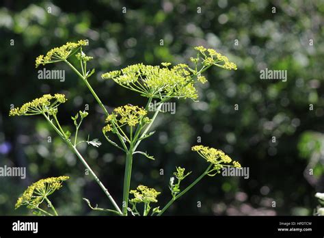 Wild Parsnip Pastinaca Sativa With Yellow Heads In A Conservation Area