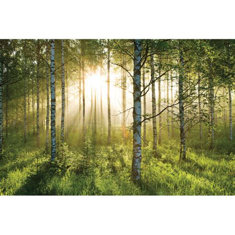 Forest Scene Wall Mural Iwoot