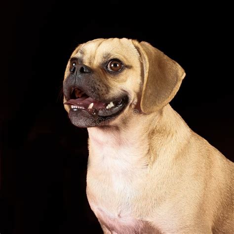 Portrait Of Young Adorable Happy Puggle Stock Image Image Of Pose