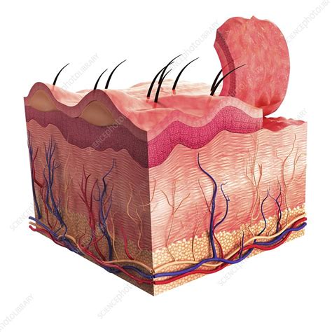 Human Skin Artwork Stock Image F0087366 Science Photo Library