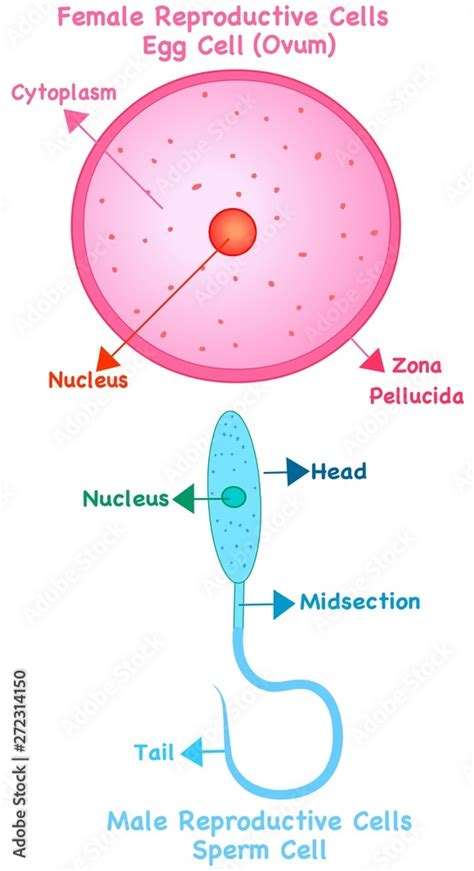 Human Reproductive Cells Female Cell Ovum Or Egg Male Cell Sperm