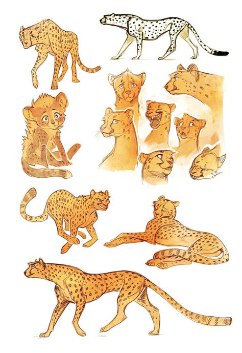 Cheetah Sketches By Drkav On Deviantart