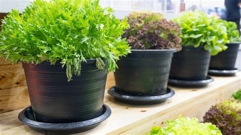 Top 8 Best Pots For Growing Vegetables Jul 2020 Reviews And Guide