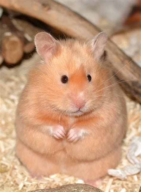 Pin By Tiki T Shirts On Hamster Tips Cute Animals Syrian Hamster