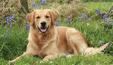 Tìm Hiểu Về Chó Golden Retriever Các Thông Tin Cần Biết