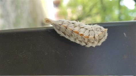 Asp Caterpillars In Texas What To Know About The Stinging Bugs