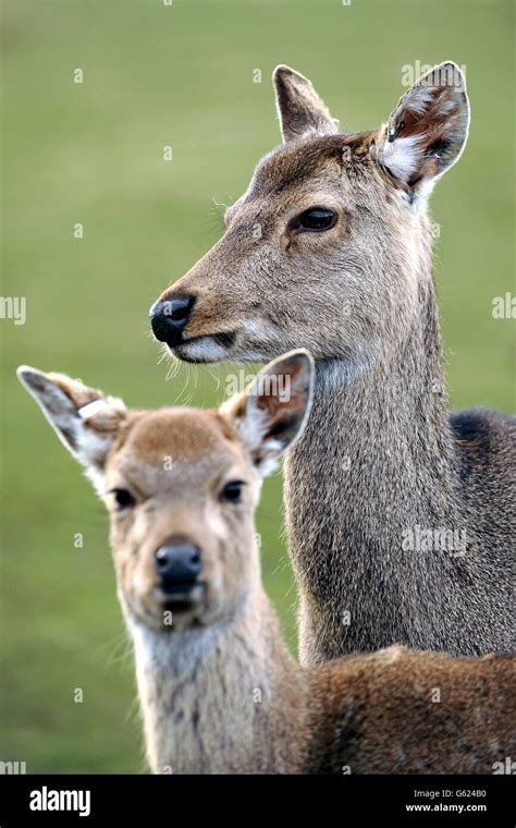 West Midlands Safari Park A Mother And Baby Deer At West Midlands