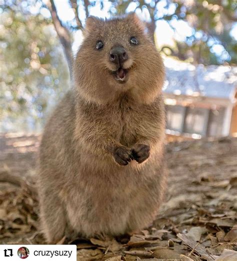 Quokka Picsはinstagramを利用しています Quokka Quokkas Perthlife Quokkalove