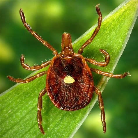 Meat Allergy Caused By Tick Spit Is Getting More Common Cdc Says The