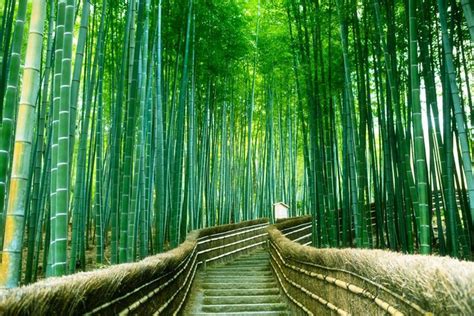 arashiyama bamboo forest kyoto japan wallpaper sagano bamboo forest