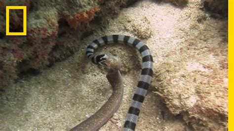 Watch Sea Snake Swallows Eel Whole National Geographic Youtube