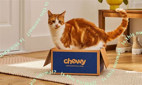 Why Do Cats Like Boxes Bechewy