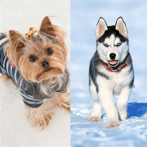 Yorkie Mix With Husky Yorksky All You Need To Know About This Breed Joel Walton